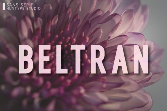 Beltran Typeface Review: A Distinct Sans Serif for Modern Branding